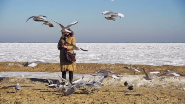 Kvinna matar hungriga måsarna flyger över frysta istäckta havet. Slow Motion — Stockvideo