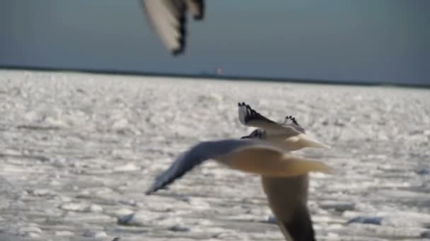 Las gaviotas flotan en el aire sobre el fondo marino cubierto de hielo congelado. Moción lenta — Vídeos de Stock