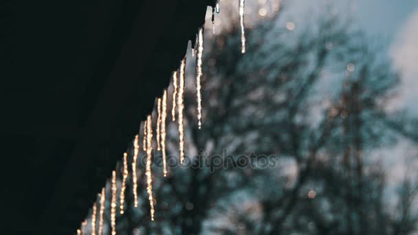 Winter Icicles Melting on the Roof Under the Spring Sun and Dripping from their Tips — Stock Video