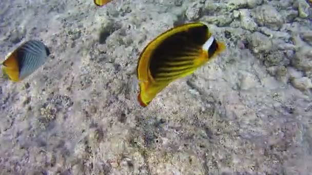 Οι πεταλούδες, Chaetodon fasciatus, πολύχρωμα τροπικά ψάρια σε κοραλλιογενείς υφάλους σε Ερυθρά θάλασσα. — Αρχείο Βίντεο