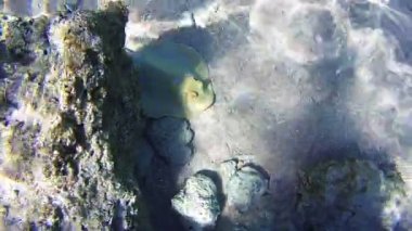 Stingray sualtı mercan kayalıkları, Red Sea, Mısır