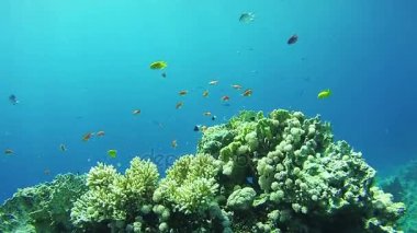 Güzel renkli tropikal balık üzerinde canlı mercan sualtı Kızıldeniz'resif