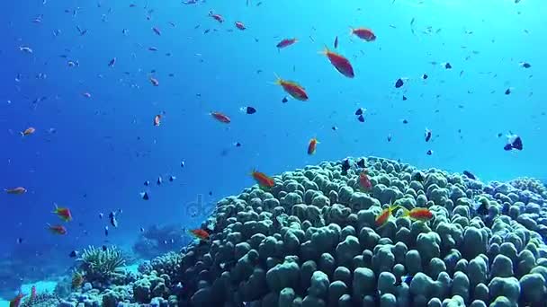 美丽五彩斑斓的热带鱼在充满活力的珊瑚水下珊瑚礁在红海。埃及 — 图库视频影像