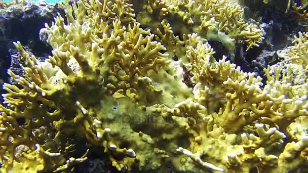 Korálové útesy pod vodou v Rudém moři, Egypt — Stock video