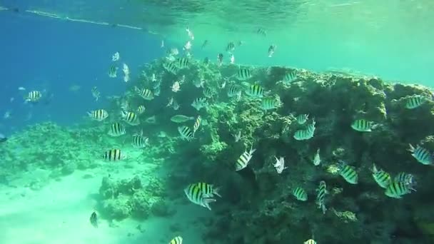 Beaux poissons tropicaux colorés sur les récifs coralliens vibrants sous-marins dans la mer Rouge — Video