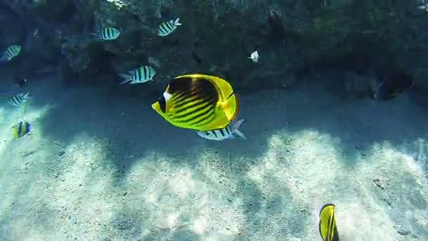 Beaux poissons tropicaux colorés sur les récifs coralliens vibrants sous-marins dans la mer Rouge — Video