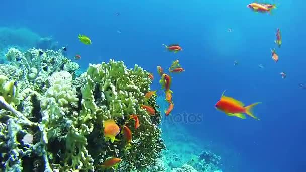 Krásné barevné tropické červené ryby na zářivé korálové útesy pod vodou v Rudém moři