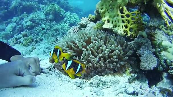 ピエロのカクレクマノミ、活気のあるサンゴ礁の水中赤い海でカラフルな熱帯魚。エジプト — ストック動画