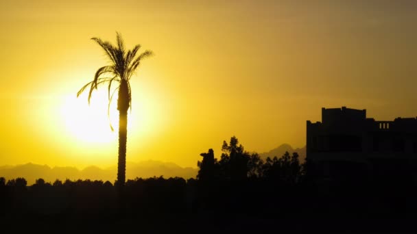 Силует тропічних пальмових дерев на заході сонця, проміжок часу — стокове відео