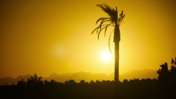 日暮时分，时间流逝的热带棕榈树的剪影 — 图库视频影像