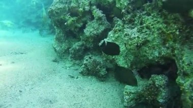 Red Sea'deki/daki mercan resifleri renkli tropikal balık. Mısır.