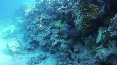 Red Sea, Mısır'daki mercan resif üzerinde iki büyük Morays