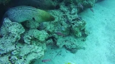 Red Sea, Mısır'daki mercan resif üzerinde iki büyük Morays