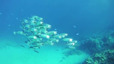 Tropikal balık sürüsü Red Sea'deki/daki sualtı mercan kayalıkları