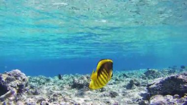 SeaLife arka planda Red Sea, Mısır