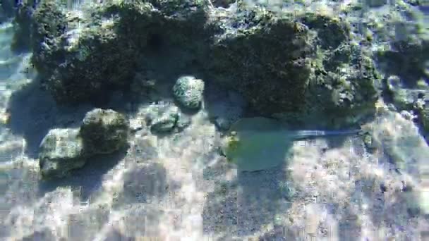 Stingray onderwater op koraalriffen in de rode zee, Egypte — Stockvideo