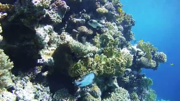 Vackra färgglada tropiska fiskar på levande korall korallrev under vattnet i Röda havet — Stockvideo