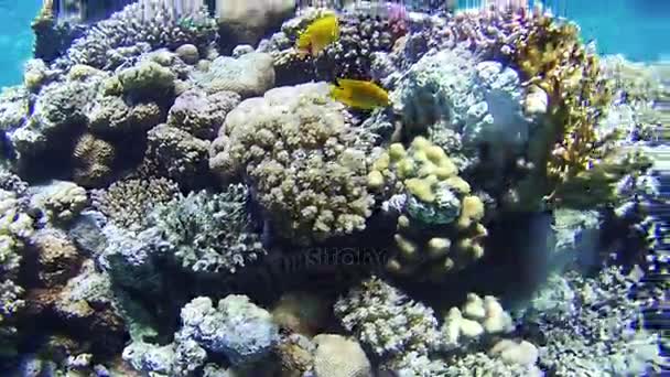 Όμορφη πολύχρωμα τροπικά ψάρια στο ζωντανό κοραλλιογενή υποβρύχια υφάλους στην Ερυθρά θάλασσα — Αρχείο Βίντεο