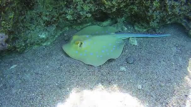 Stingray Bajo el agua en los arrecifes de coral en el Mar Rojo, Egipto — Vídeos de Stock