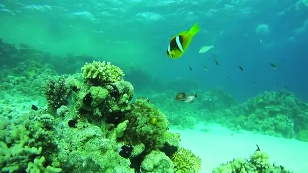 Schöne bunte tropische Fische auf lebendigen Korallenriffen unter Wasser im Roten Meer — Stockvideo