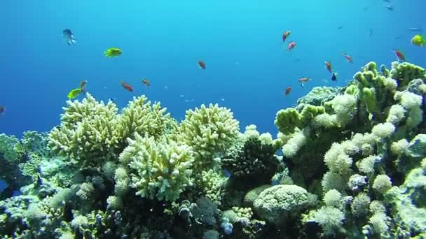 Hermosos peces tropicales coloridos en arrecifes de coral vibrantes bajo el agua en el Mar Rojo — Vídeos de Stock