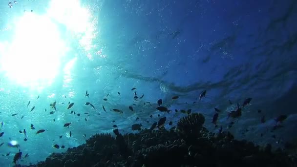 Πολύχρωμα τροπικά ψάρια στην ζωντανή κοραλλιογενείς ύφαλοι υποβρύχια στην Ερυθρά θάλασσα — Αρχείο Βίντεο