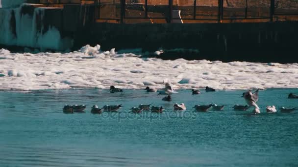 Συνεδρίαση για την παγωμένη θάλασσα του πάγου-καλύπτονται οι γλάροι — Αρχείο Βίντεο