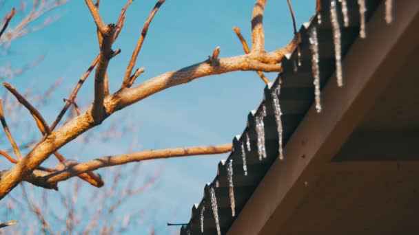 Ciclos de inverno derretendo no telhado sob o sol da primavera e gotejando de suas pontas — Vídeo de Stock