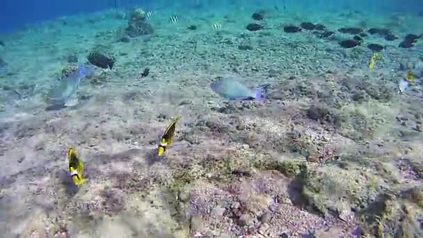 Färgglada tropiska fiskar på korallrev i Röda havet. Egypten. — Stockvideo