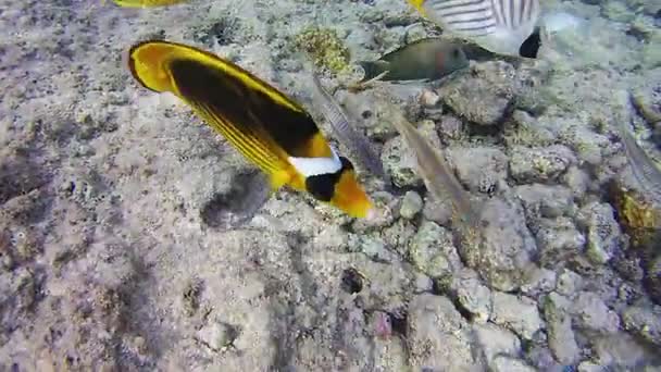 Butterflyfish, Chaetodon fasciatus, mercan kayalıkları Red Sea'deki/daki renkli tropikal balık. — Stok video