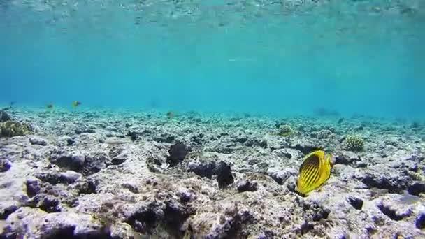 Pesce farfalla, Chaetodon fasciatus, Pesce tropicale colorato sulle barriere coralline del Mar Rosso — Video Stock