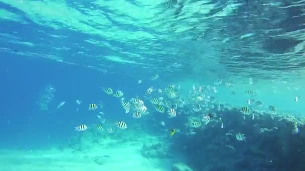 Hermosos peces tropicales coloridos en arrecifes de coral vibrantes bajo el agua en el Mar Rojo — Vídeo de stock