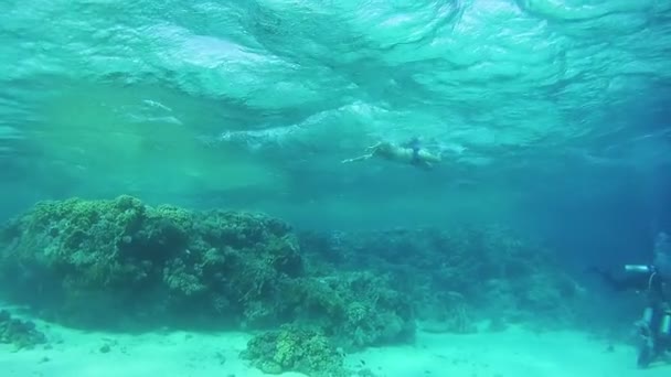 Šnorchlování a potápění v Rudém moři, podvodní pohled — Stock video