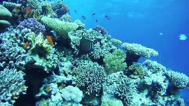 Peixes tropicais coloridos bonitos em recifes de corais vibrantes subaquáticos no Mar Vermelho — Vídeo de Stock