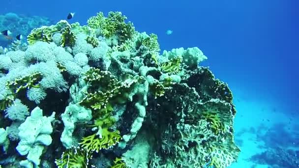 Красиві різнокольорових тропічних риб на яскраві коралових рифах під водою в Червоному морі — стокове відео