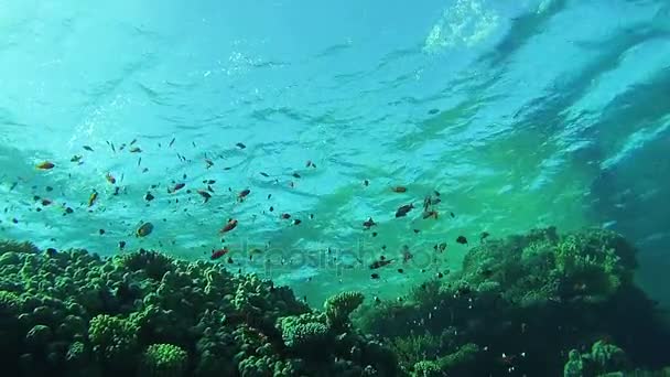 Vackra färgglada tropiska fiskar på levande korall korallrev under vattnet i Röda havet — Stockvideo