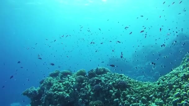 Peixes tropicais coloridos bonitos em recifes de corais vibrantes subaquáticos no Mar Vermelho — Vídeo de Stock