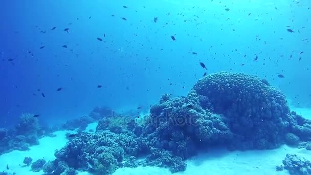 鮮やかなサンゴの美しいカラフルな熱帯魚の紅海で水中サンゴ礁します。 — ストック動画