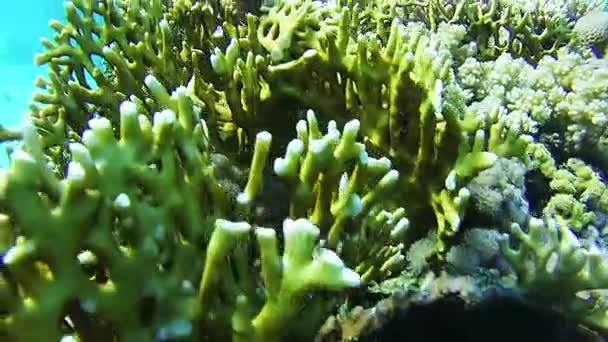 Sealife i Röda havet, Egypten — Stockvideo