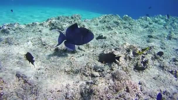 Schöne bunte tropische Fische auf lebendigen Korallenriffen unter Wasser im Roten Meer — Stockvideo