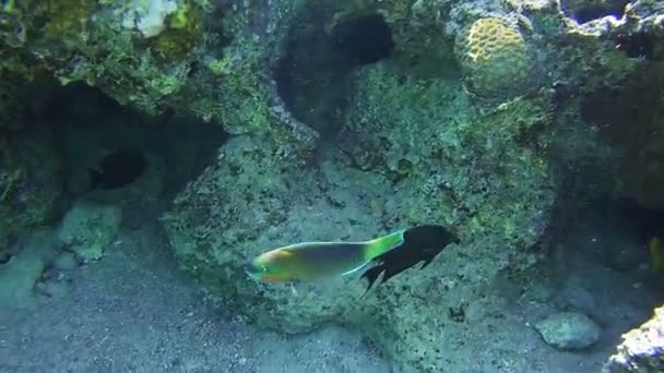 Piękne kolorowe ryby tropikalne na żywe rafy koralowe podwodne w Morzu Czerwonym — Wideo stockowe