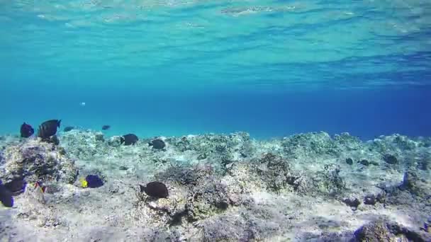 美丽五彩斑斓的热带鱼在充满活力的珊瑚水下珊瑚礁在红海 — 图库视频影像