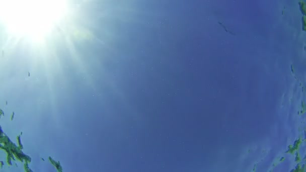 Hombre joven buceando y flotando a través del marco, vista submarina en el Mar Rojo, Egipto — Vídeos de Stock