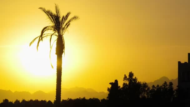 Silhouette of Tropical Palm Tree at Sunset, Time Lapse — Stock Video