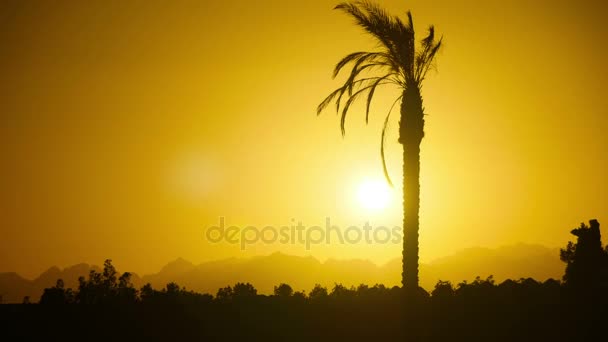 Gün batımında, zaman atlamalı tropikal palmiye ağacı silüeti — Stok video