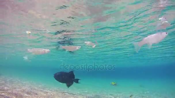 Colorful Tropical Fish on Coral Reefs in the Red Sea. Egypt. — Stock Video