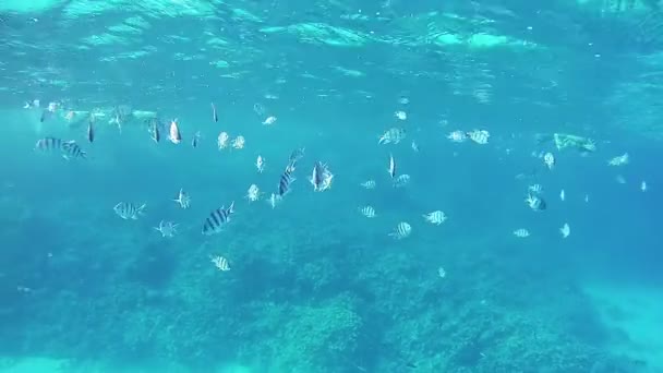 Tropical Fish in the Red Sea (en inglés). Egipto — Vídeo de stock