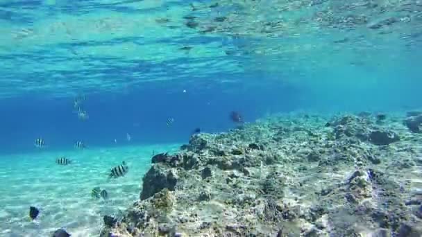 五彩斑斓的热带鱼在珊瑚上水下珊瑚礁在红海 — 图库视频影像