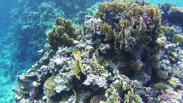 Arrecifes de coral en el Mar Rojo, Egipto — Vídeos de Stock