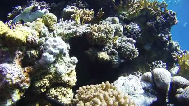 Schöne bunte tropische Fische auf lebendigen Korallenriffen unter Wasser im Roten Meer — Stockvideo